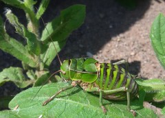 Pycnogaster cucullatus