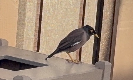 Acridotheres tristis observed 2026-10-21