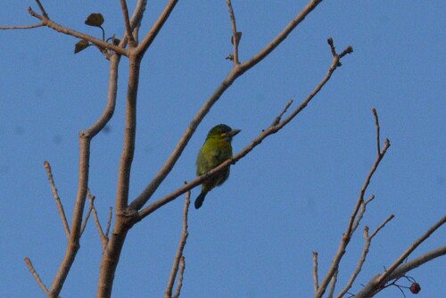 Psilopogon australis observed 2026-10-02