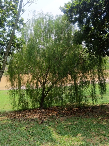 Leptospermum madidum, 2026-10-22