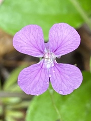 Streptanthus squamiformis