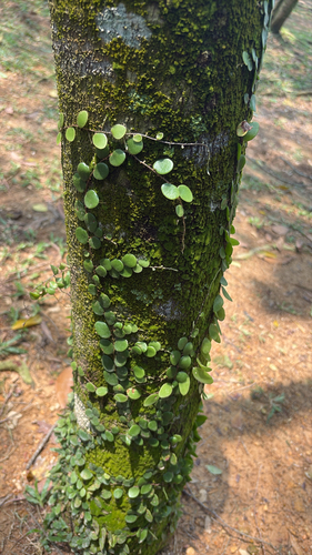 Pyrrosia piloselloides observed 2026-10-22