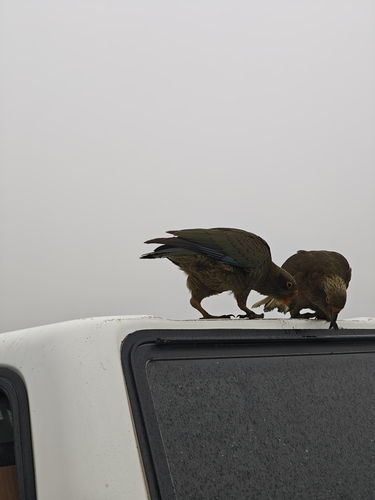Nestor notabilis observed 2026-10-22