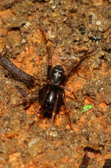 Oedignatha