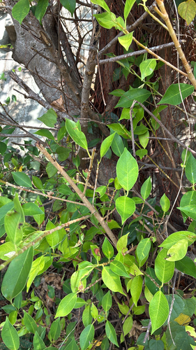 Ficus microcarpa observed 2026-10-22