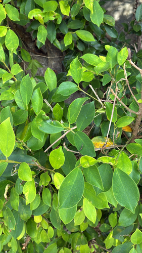 Ficus microcarpa observed 2026-10-22