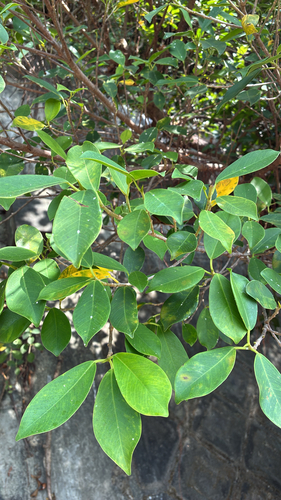 Ficus microcarpa observed 2026-10-22