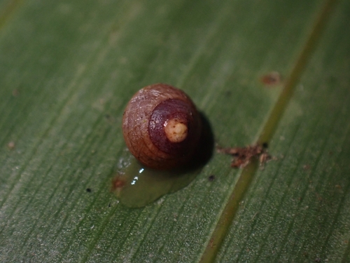Pleuropoma observed 2026-10-20