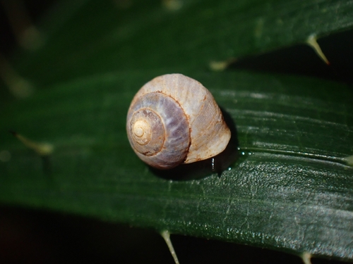 Pleuropoma observed 2026-10-20
