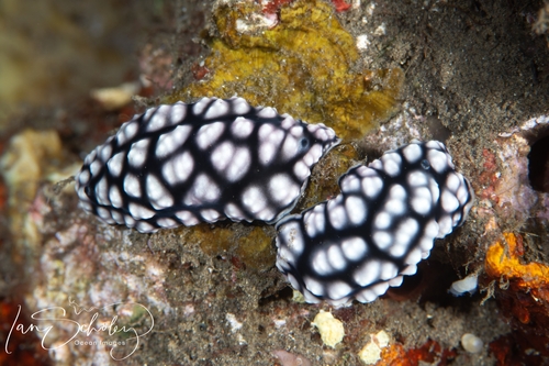 Phyllidia pustulosa observed 2026-10-05