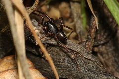 Oedignatha
