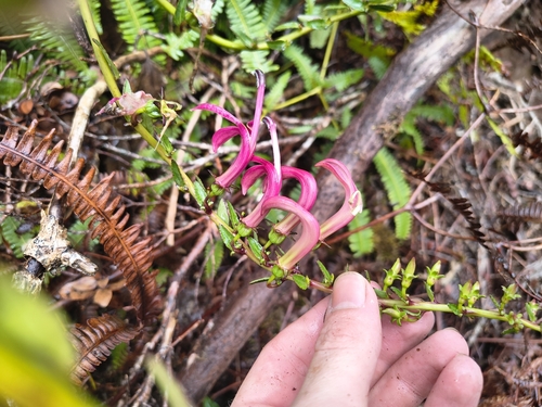 Trematolobelia kauaiensis observed 2026-10-21