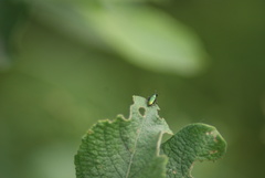 Aulacobaris cuprirostris