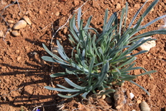 Jurinea stoechadifolia