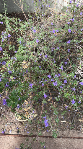 Big Bend Silverleaf