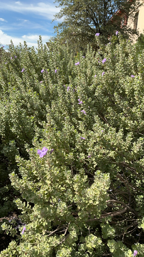 Big Bend Silverleaf