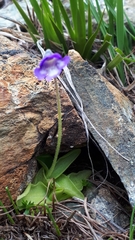 Pinguicula