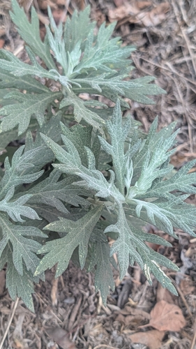 Artemisia douglasiana, 2026-10-21