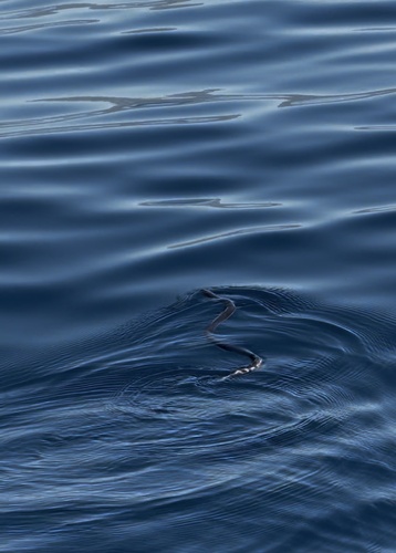 Hydrophis platurus observed 2026-10-21