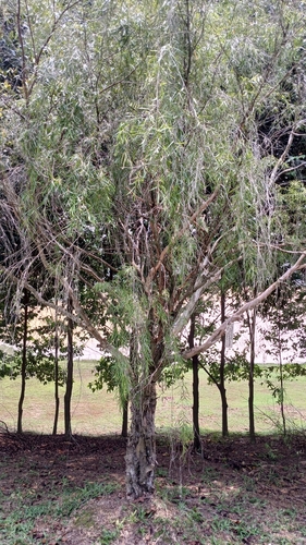 Leptospermum brachyandrum observed 2026-10-22