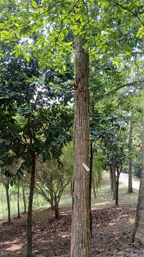 Anthoshorea roxburghii observed 2026-10-22