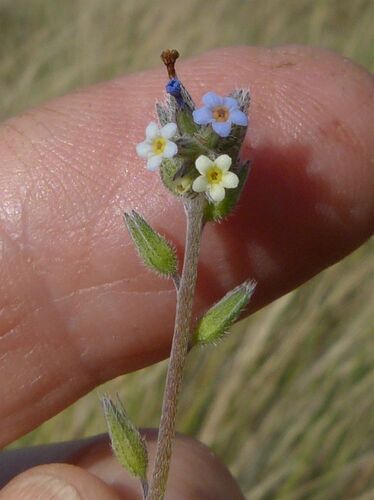 Myosotis discolor observed 2026-10-20