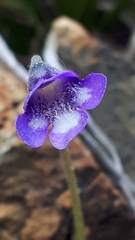 Pinguicula