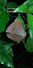 Ophisma