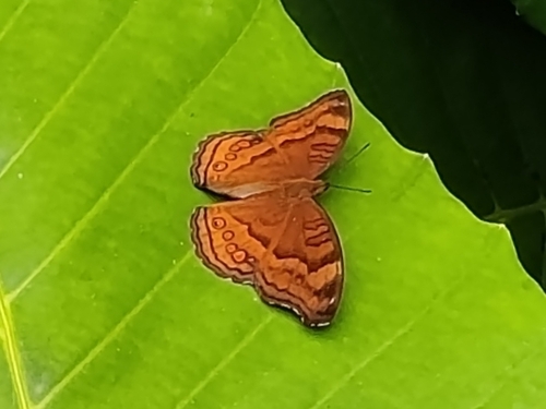 Junonia hedonia