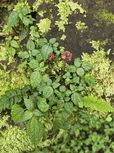 Lecanthus peduncularis observed 2026-10-22