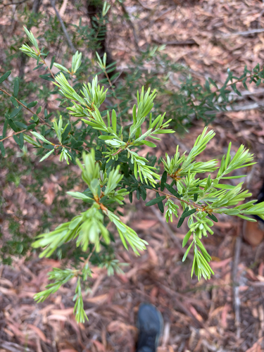 Monotoca elliptica observed 2026-10-19