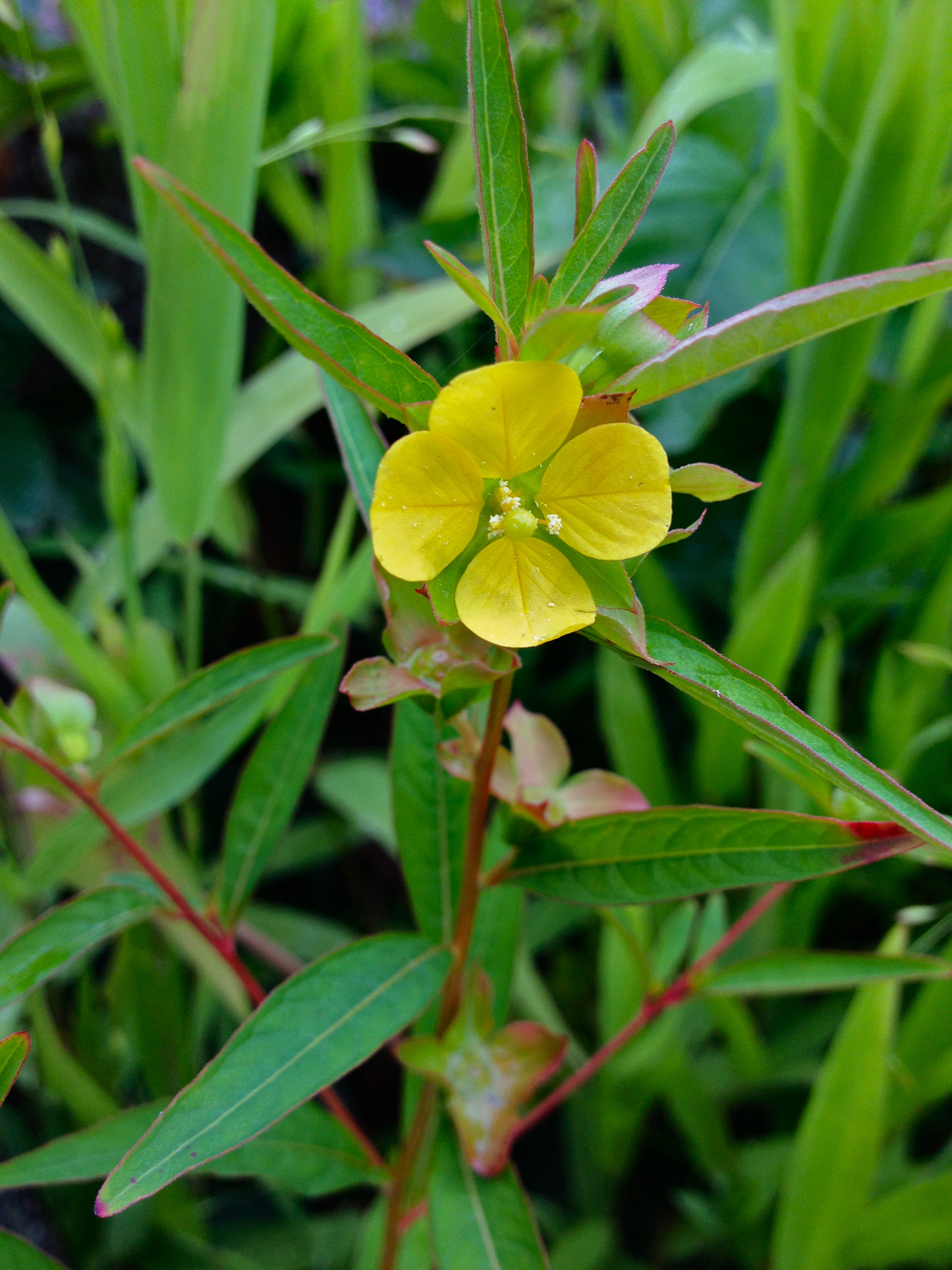 Ludwigia alternifolia