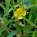 Ludwigia alternifolia - Photo (c) Fritzflohrreynolds, algunos derechos reservados (CC BY-SA)