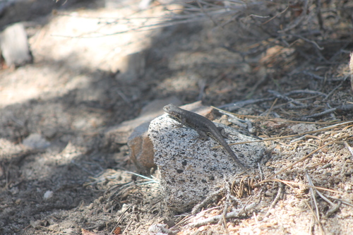 Sceloporus vandenburgianus