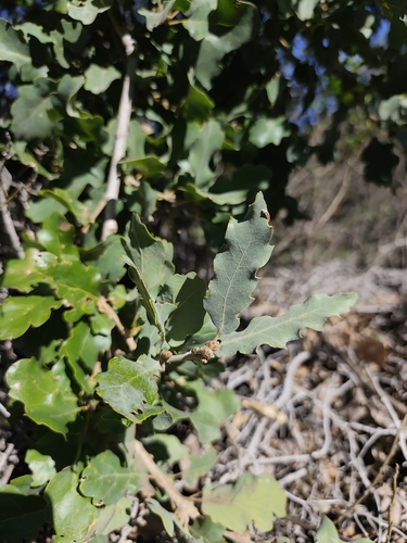 Quercus infectoria observed 2026-10-21