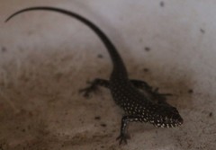 Trachylepis brevicollis