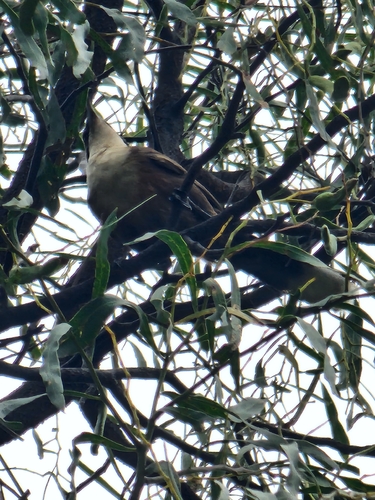 Pomatostomus temporalis, 2026-10-22