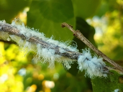 Prociphilus xylostei