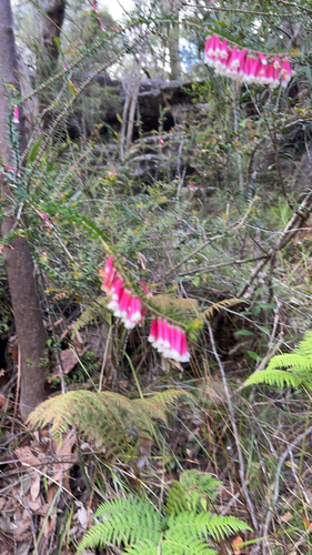 Epacris longiflora, 2026-10-21