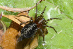 Agelena labyrinthica