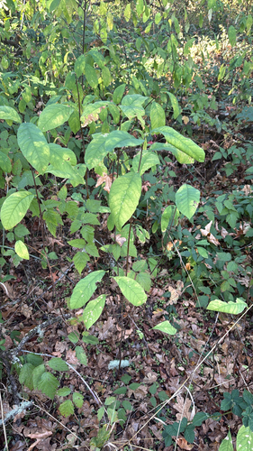 Oemleria cerasiformis, 2026-10-21