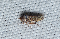 Xestocephalus tessellatus