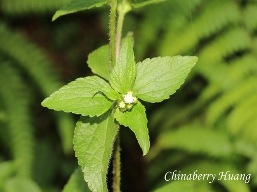 Ageratum conyzoides observed 2026-10-18