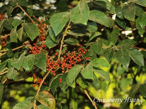 Viburnum luzonicum observed 2026-10-18
