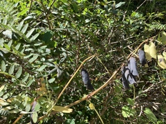 Vicia gigantea