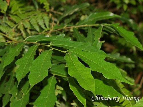 Ficus ampelos observed 2026-10-18