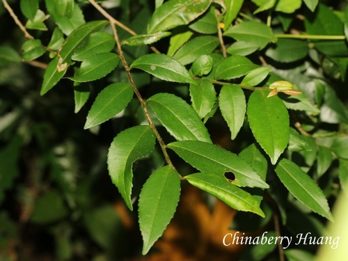 Eurya japonica observed 2026-10-18