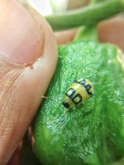 Walterianella biarcuata