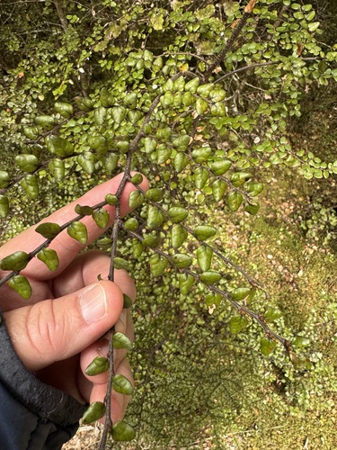 Nothofagus solandri observed 2026-10-22