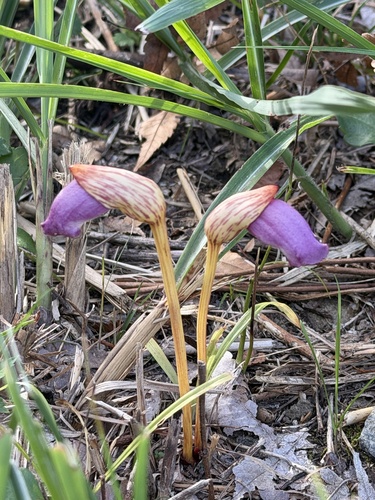 Aeginetia indica observed 2026-10-22